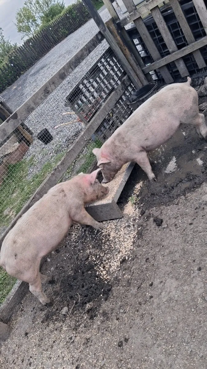 2 sows for fattening or breeding - Image 1