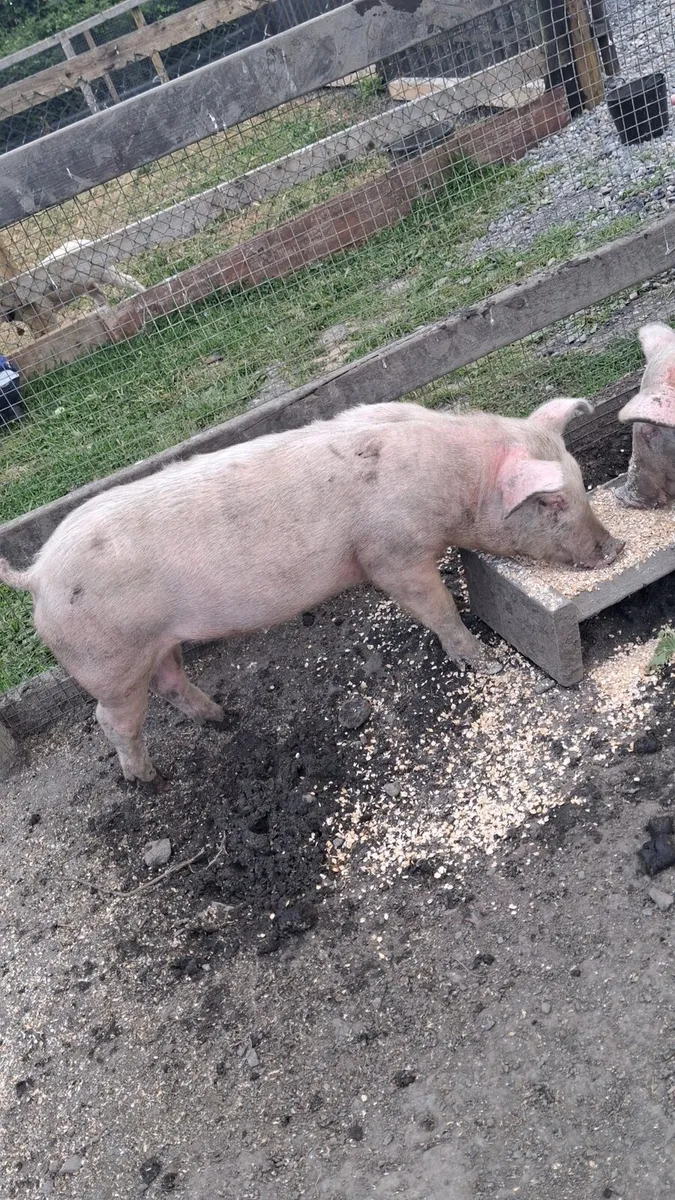 2 sows for fattening or breeding - Image 2
