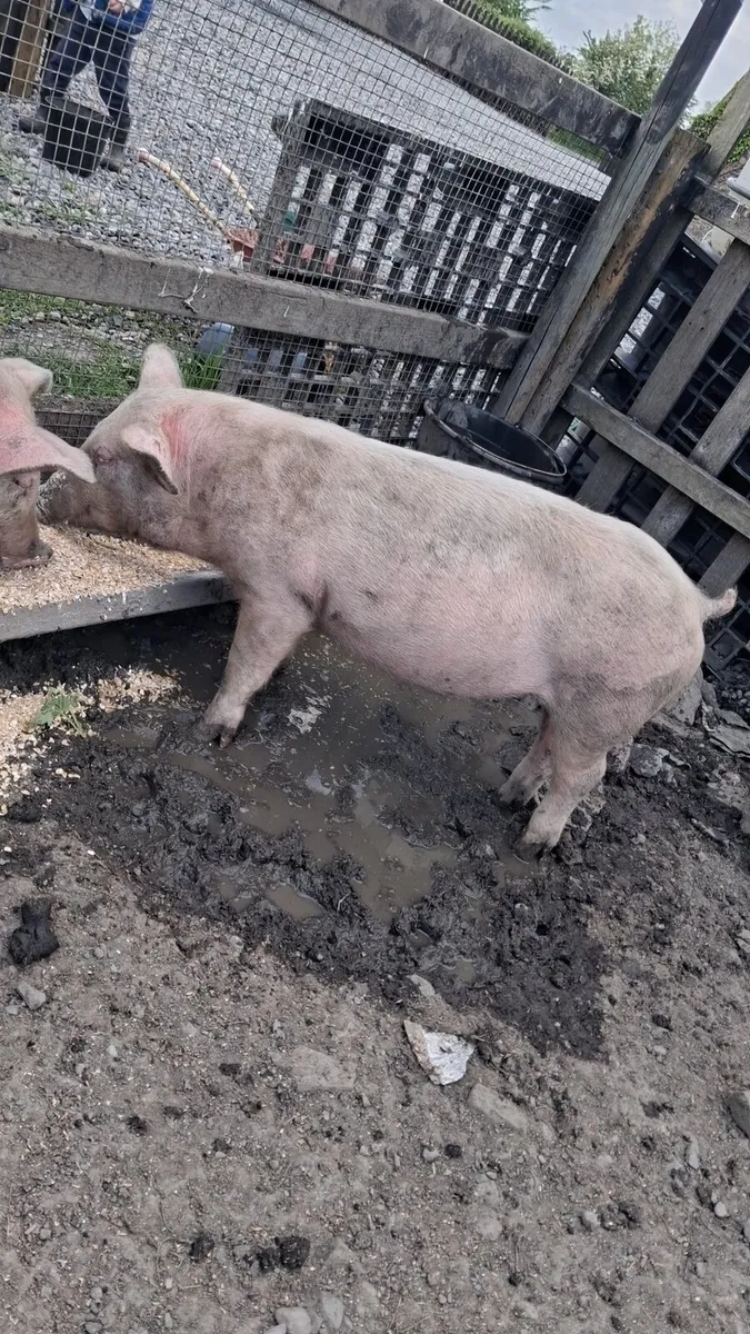 2 sows for fattening or breeding - Image 3