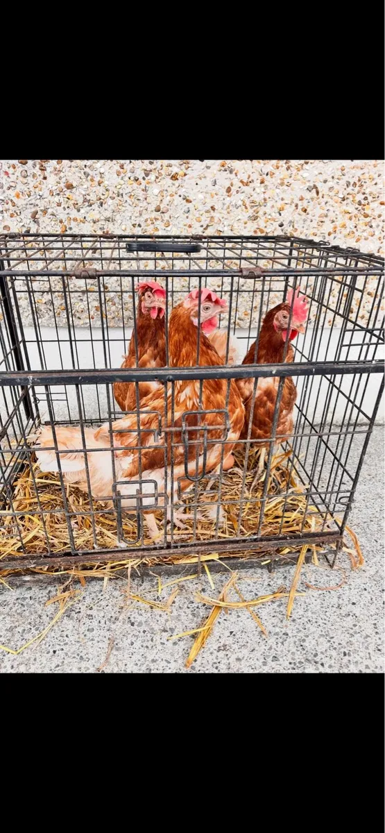 Chickens and ducks - Image 2