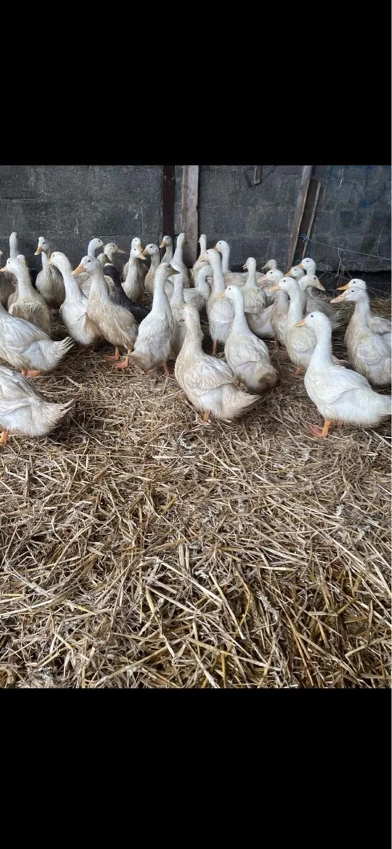 Chickens and ducks - Image 1