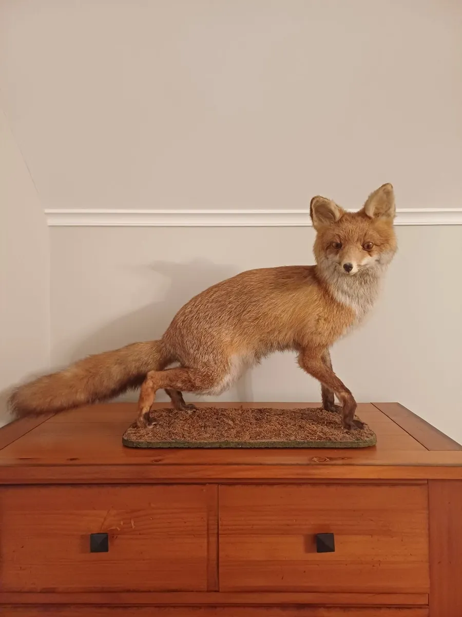 Taxidermy - Image 1