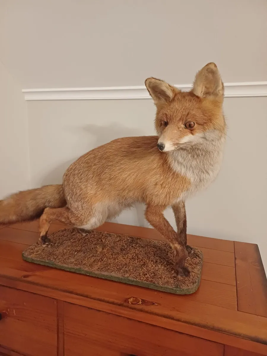 Taxidermy - Image 2