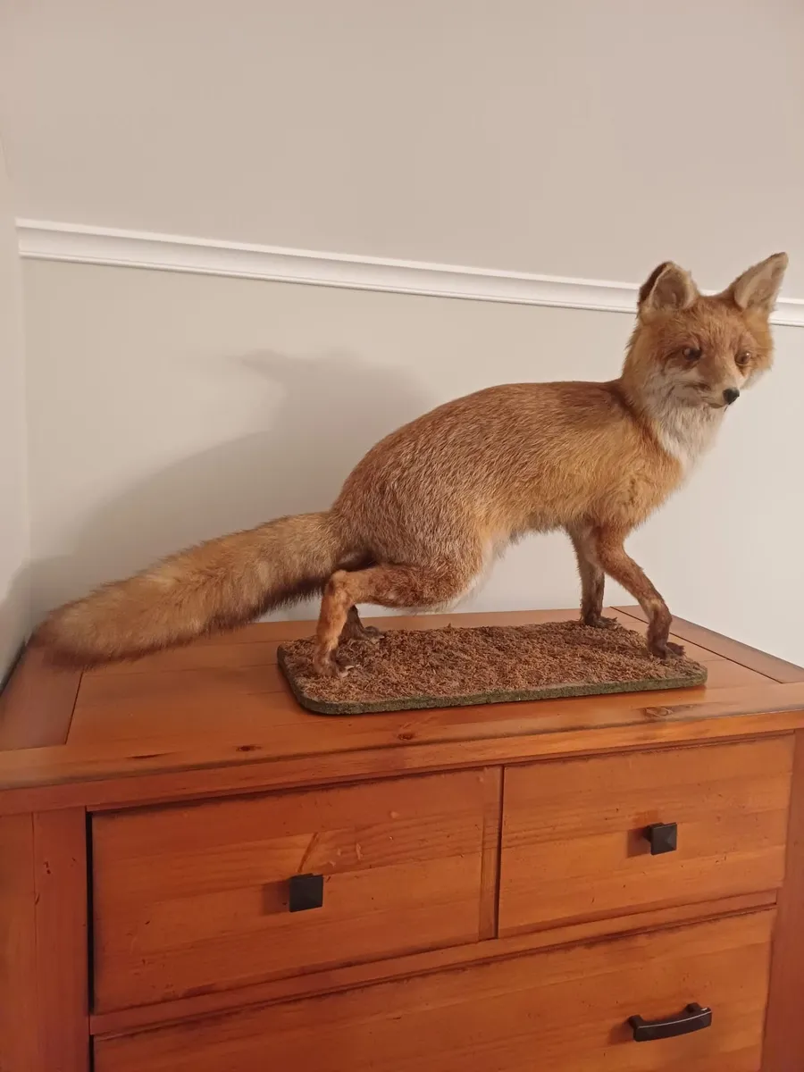 Taxidermy - Image 3