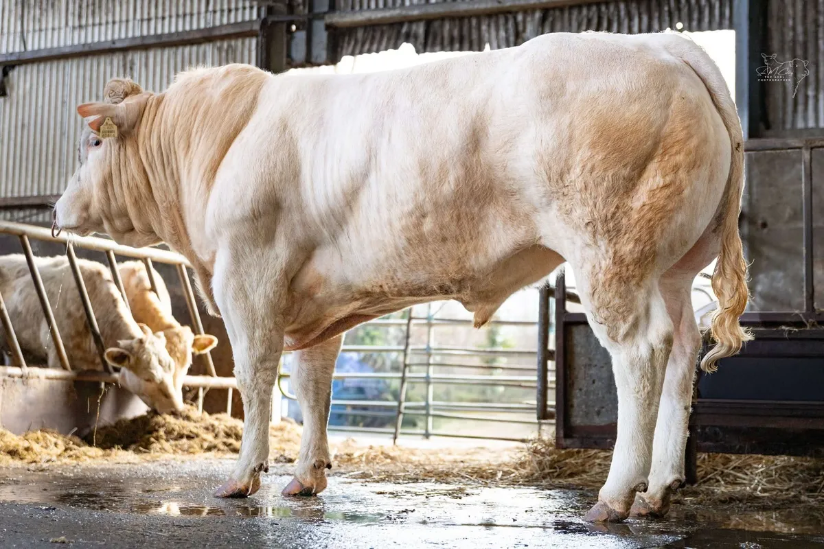 Blonde Bull for sale - Image 1