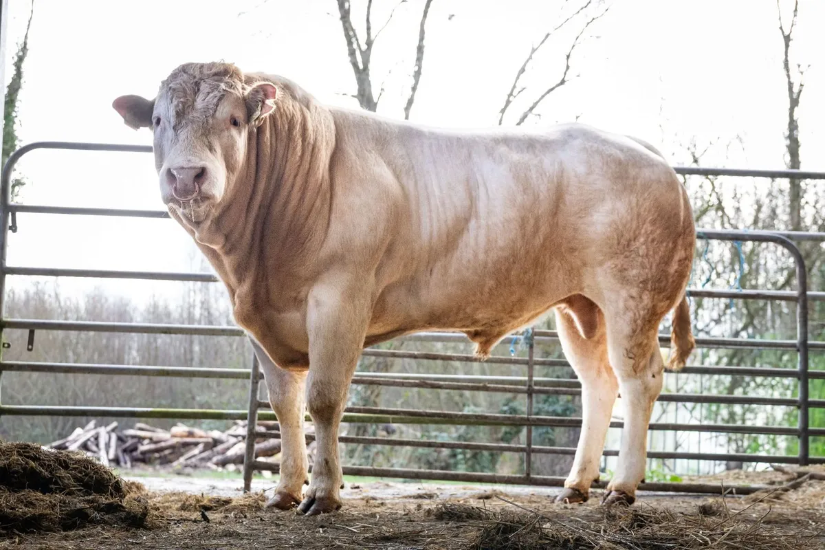 Blonde Bull for sale - Image 2