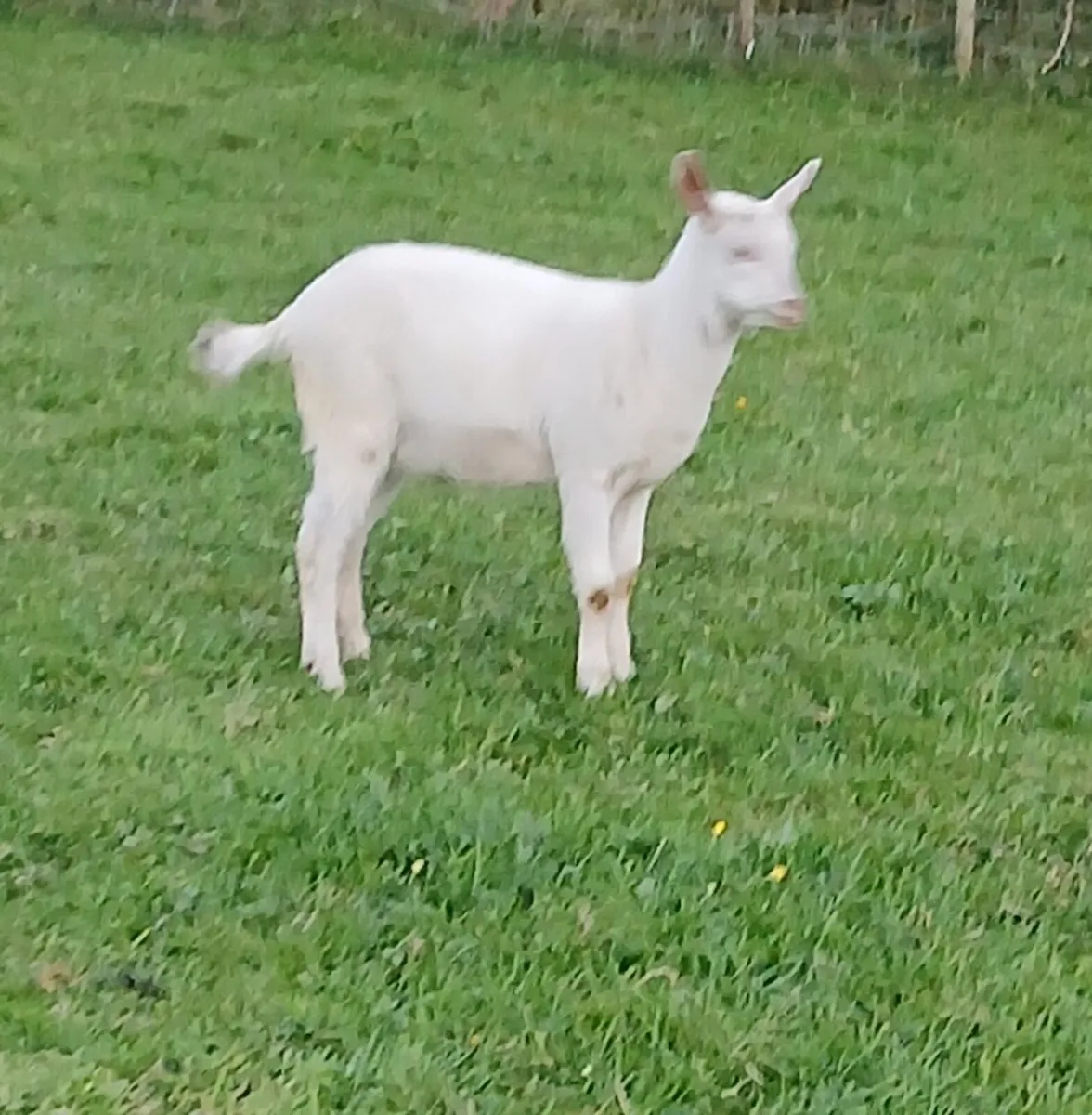 Goat - Image 3