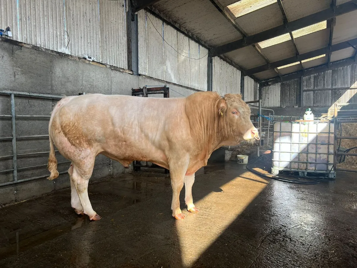 Blonde Bull for sale - Image 4