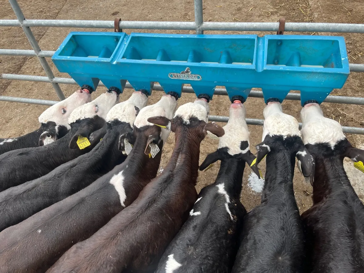 Hereford heifer calves - Image 1