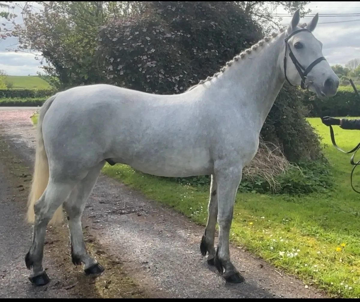 Exceptional Overheight Connemara Gelding - Image 1