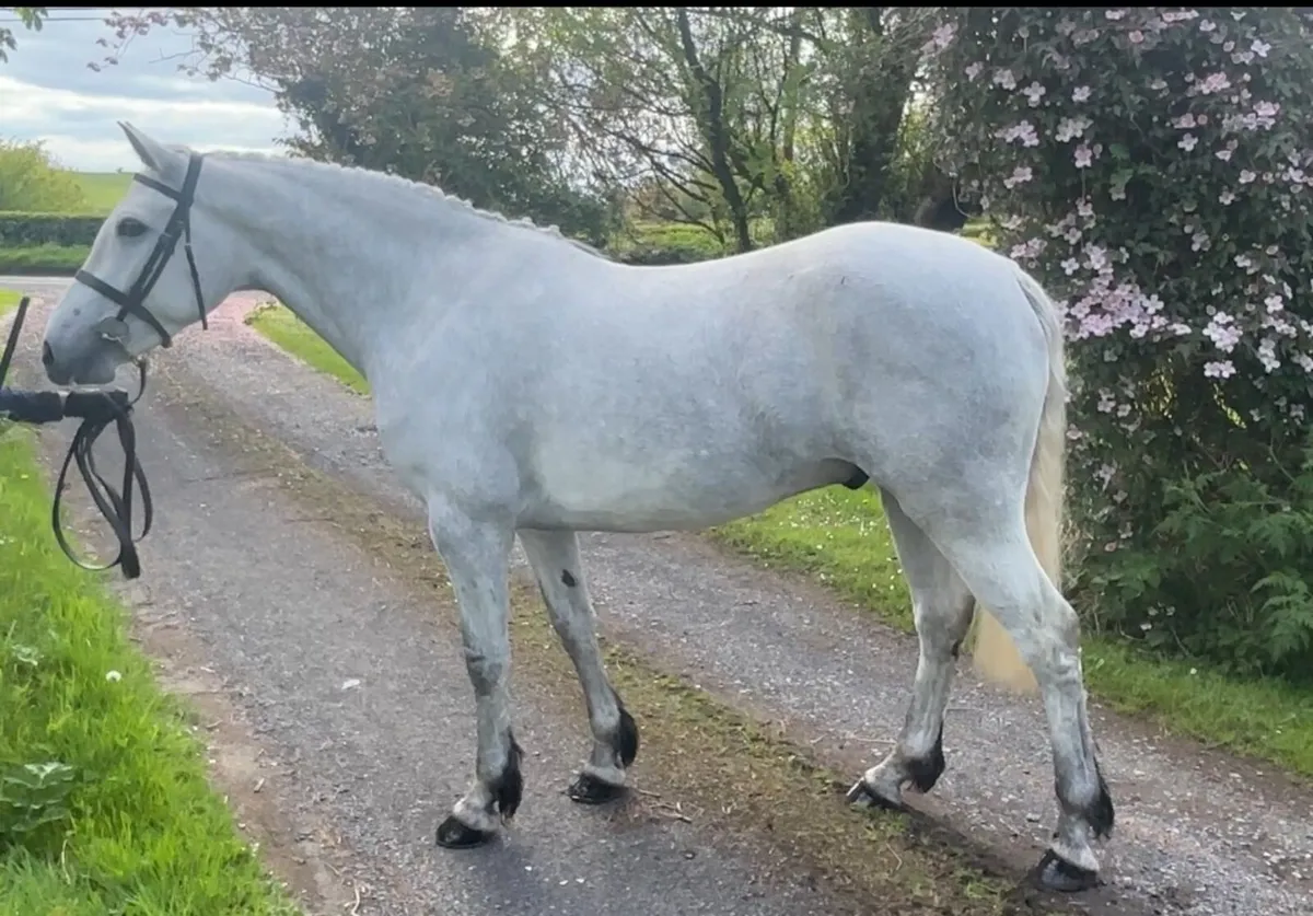 Exceptional Overheight Connemara Gelding - Image 3