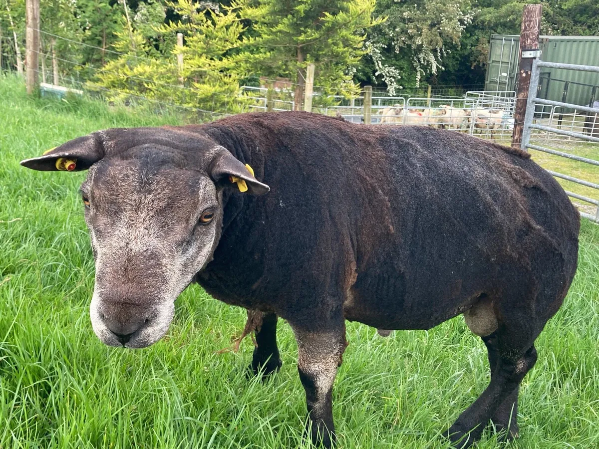 Blue Texel Ram - Image 2