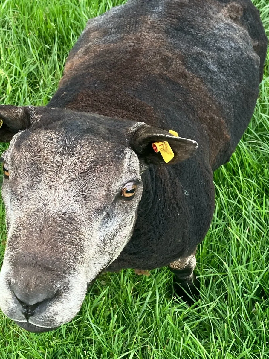 Blue Texel Ram - Image 3