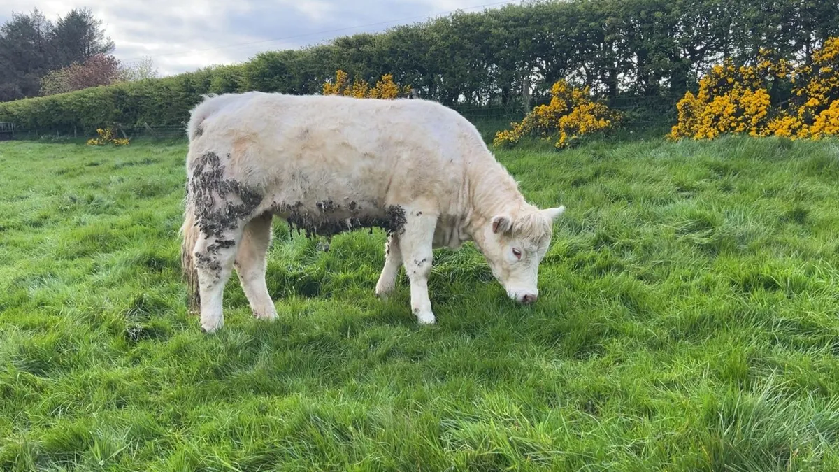 Charolais Heifers - Image 2