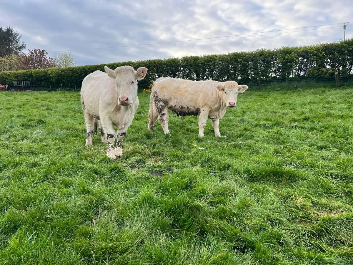 Charolais Heifers - Image 4