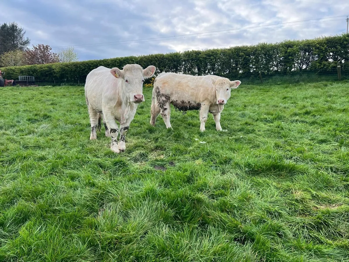 Charolais Heifers - Image 3
