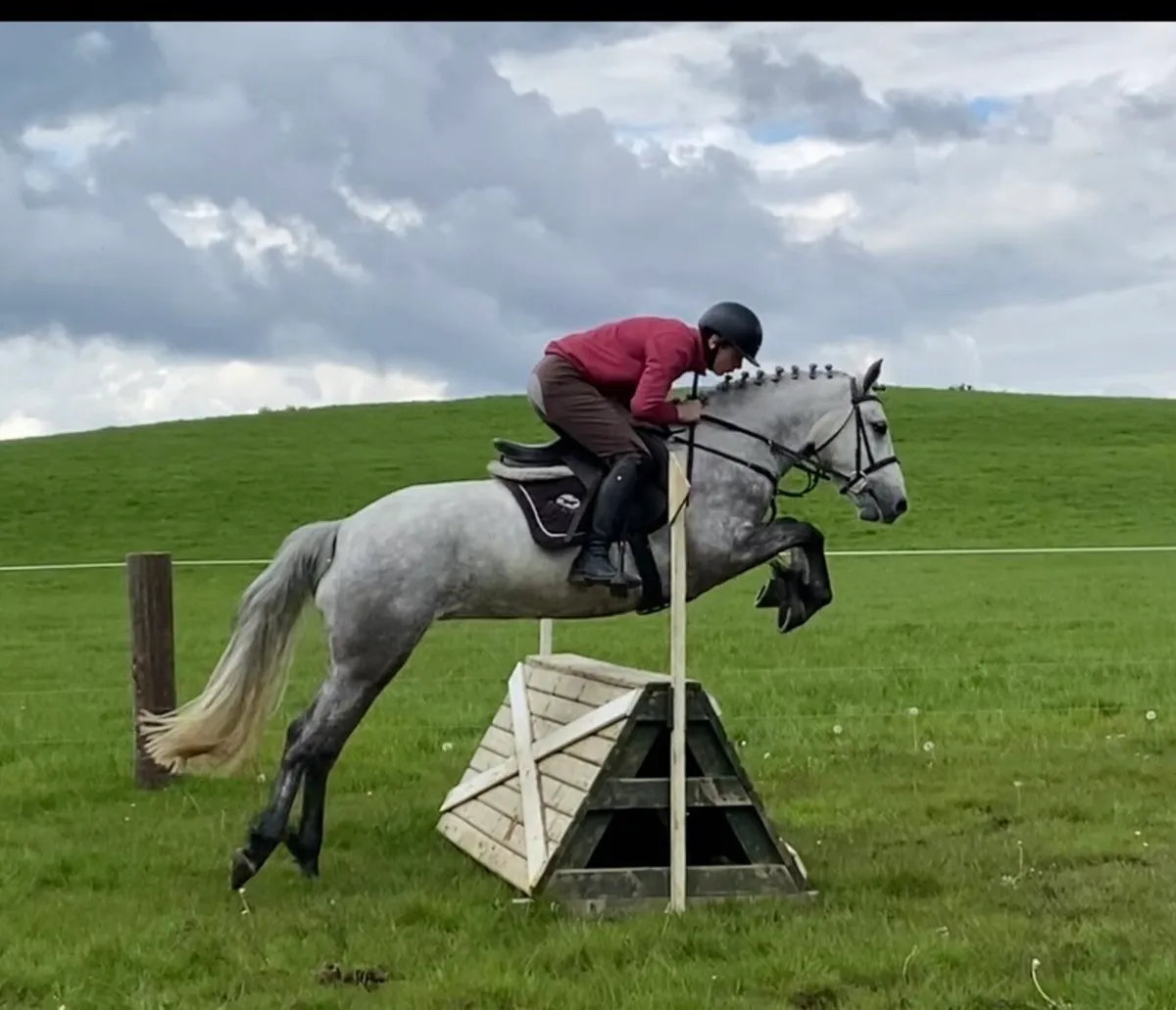 4yo Connemara Filly - Image 2