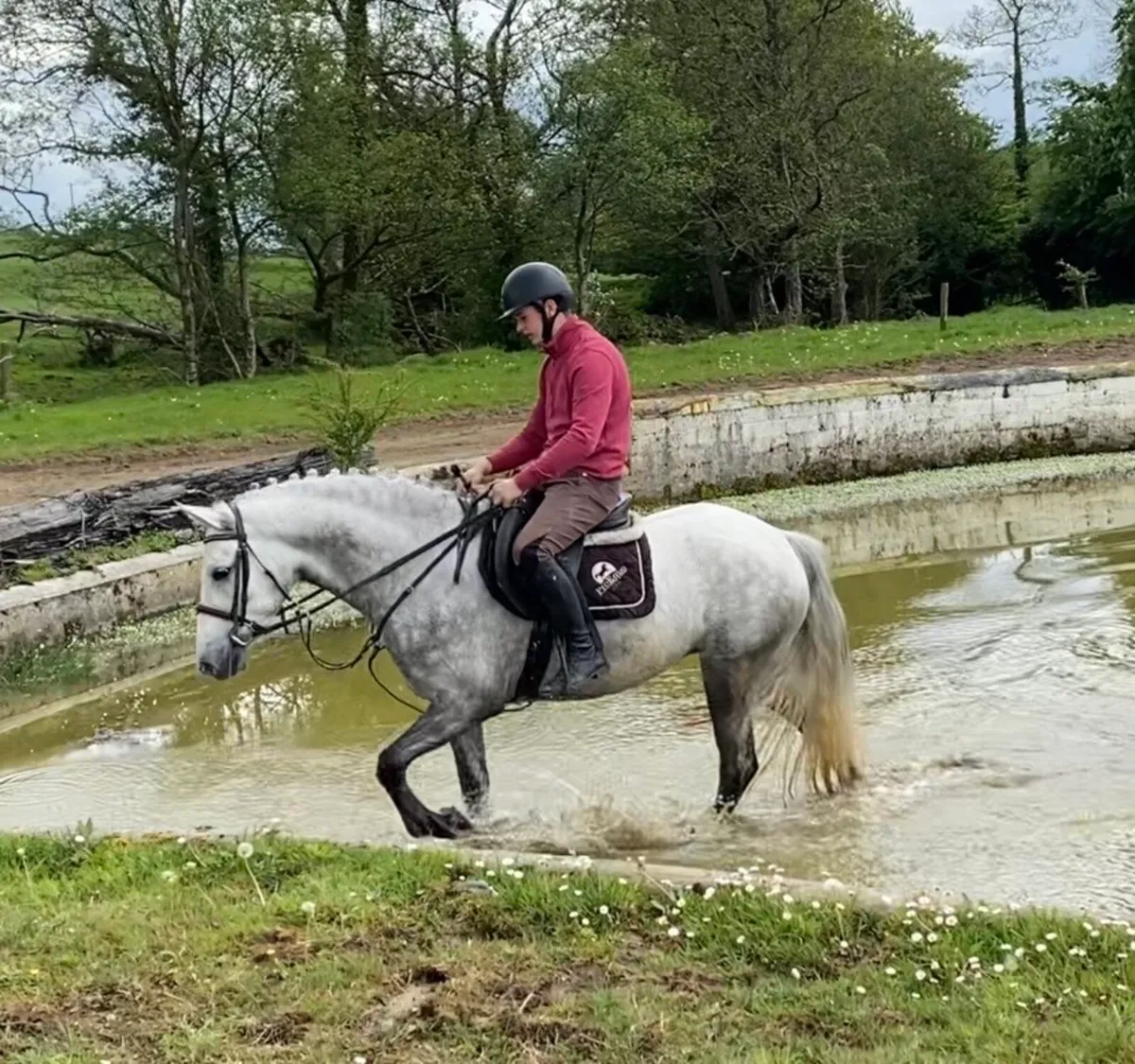 4yo Connemara Filly - Image 3