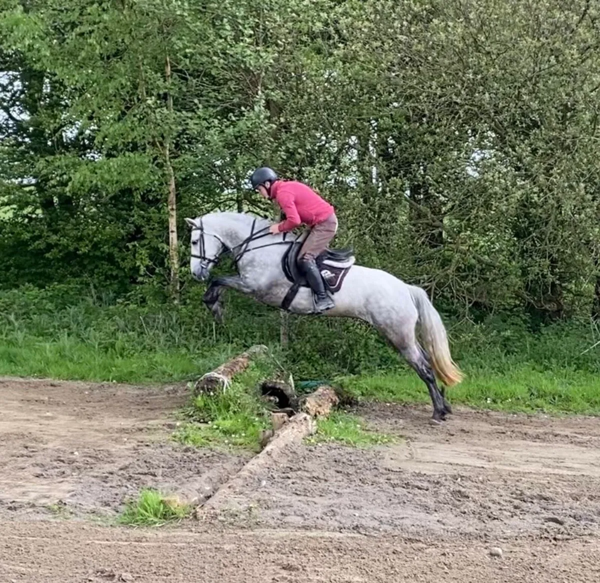 4yo Connemara Filly - Image 4