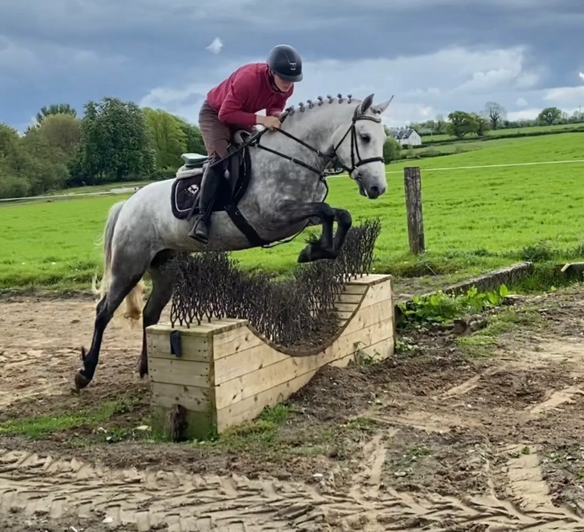 4yo Connemara Filly - Image 1