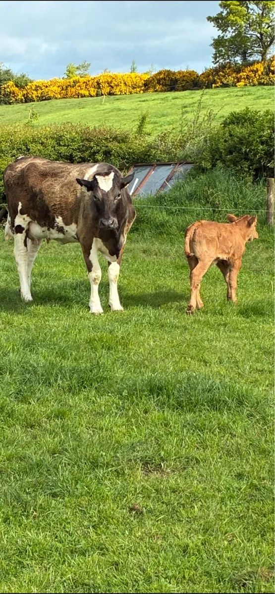 Calved Heiffer - Image 2