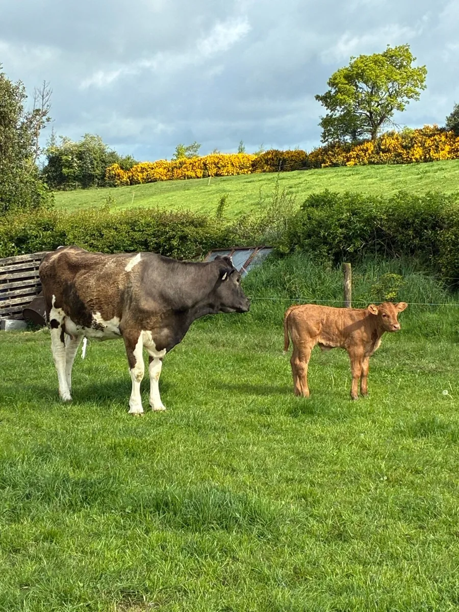 Calved Heiffer - Image 3