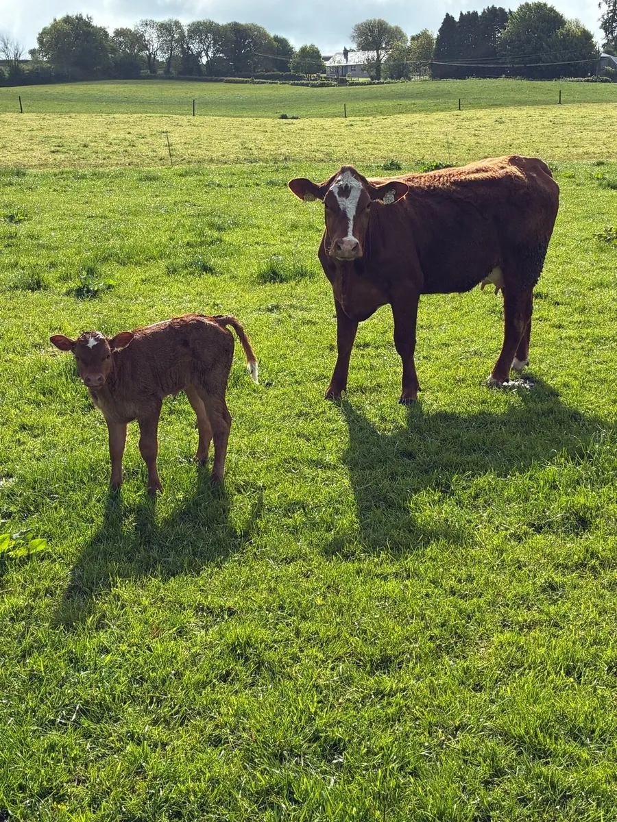 Calved Heiffer - Image 4