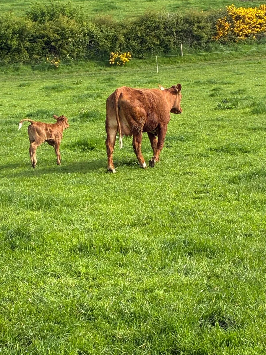 Calved Heiffer - Image 1