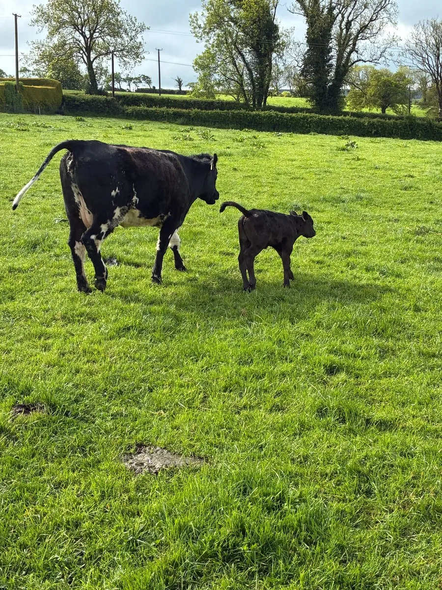 Calved Heiffer - Image 4