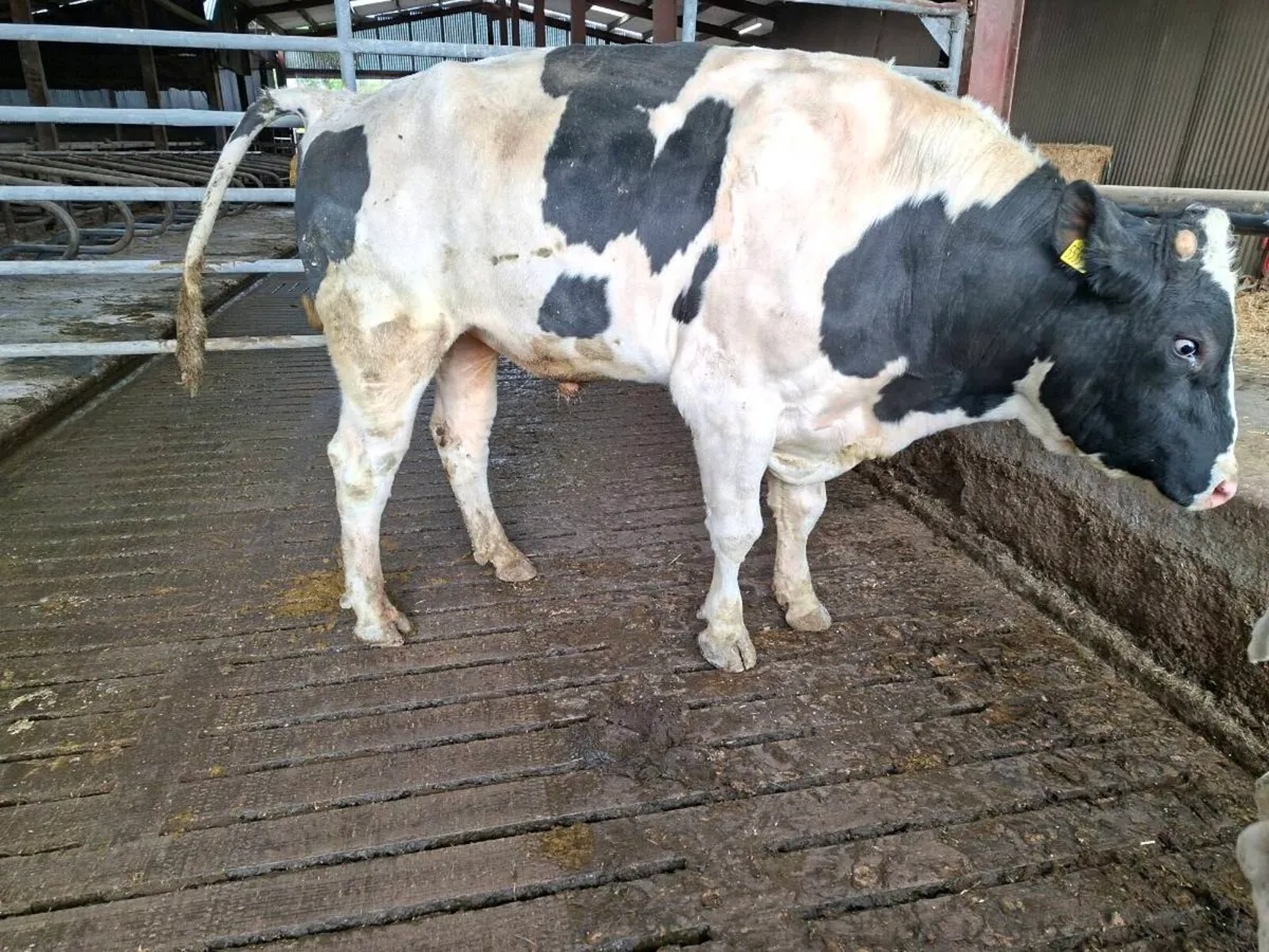 Holstein bull - Image 2