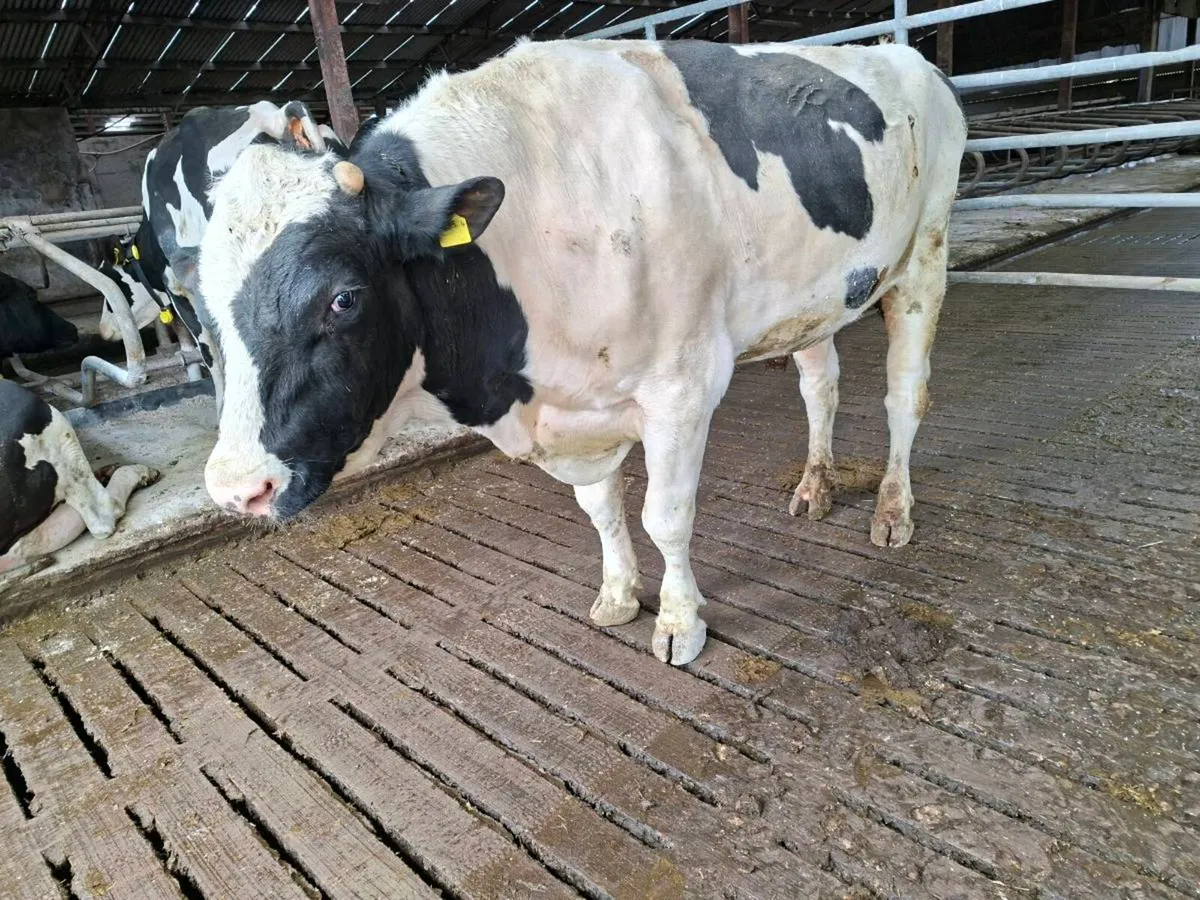 Holstein bull - Image 3