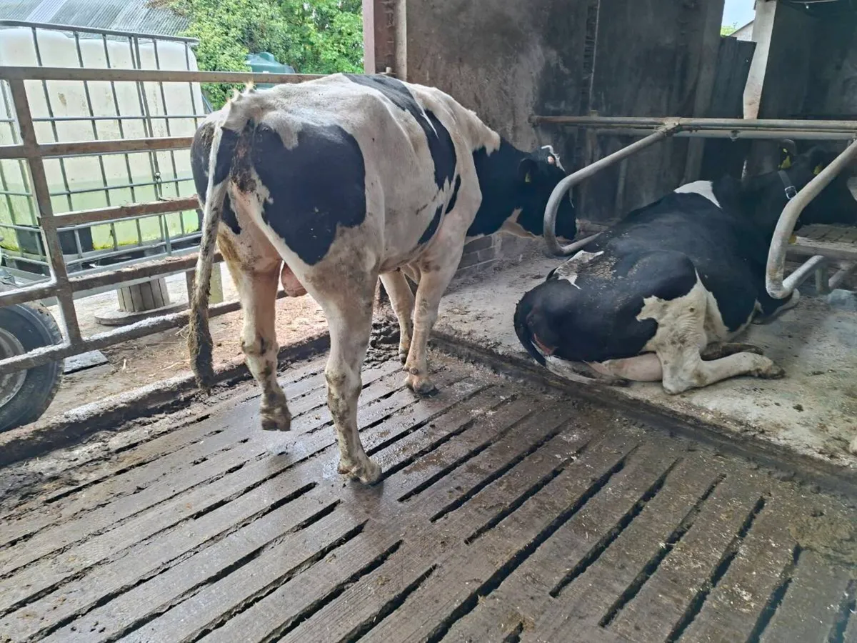 Holstein bull - Image 4