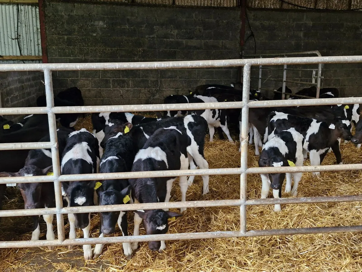 Fr calves - Image 2