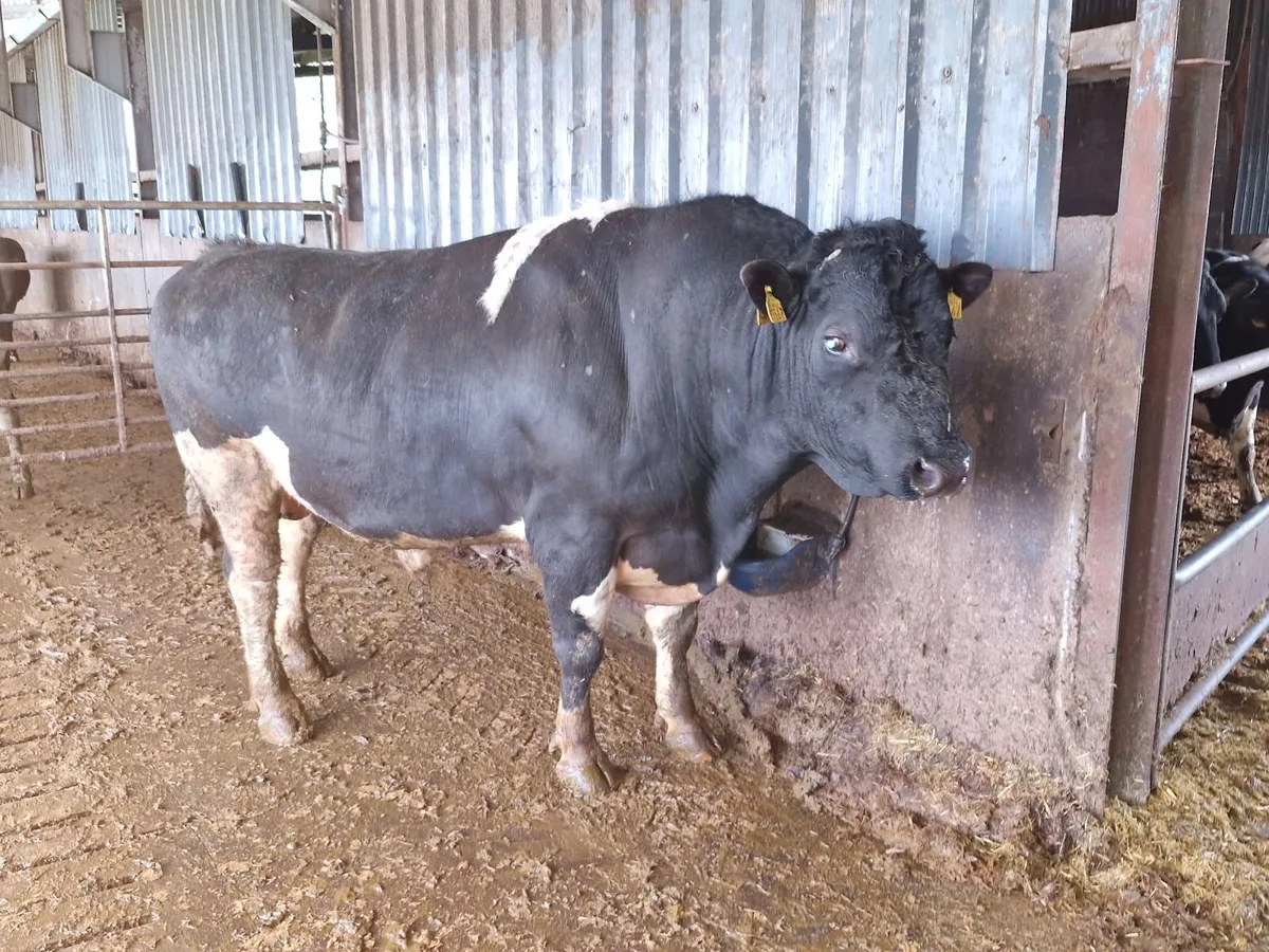 Fr calves - Image 3