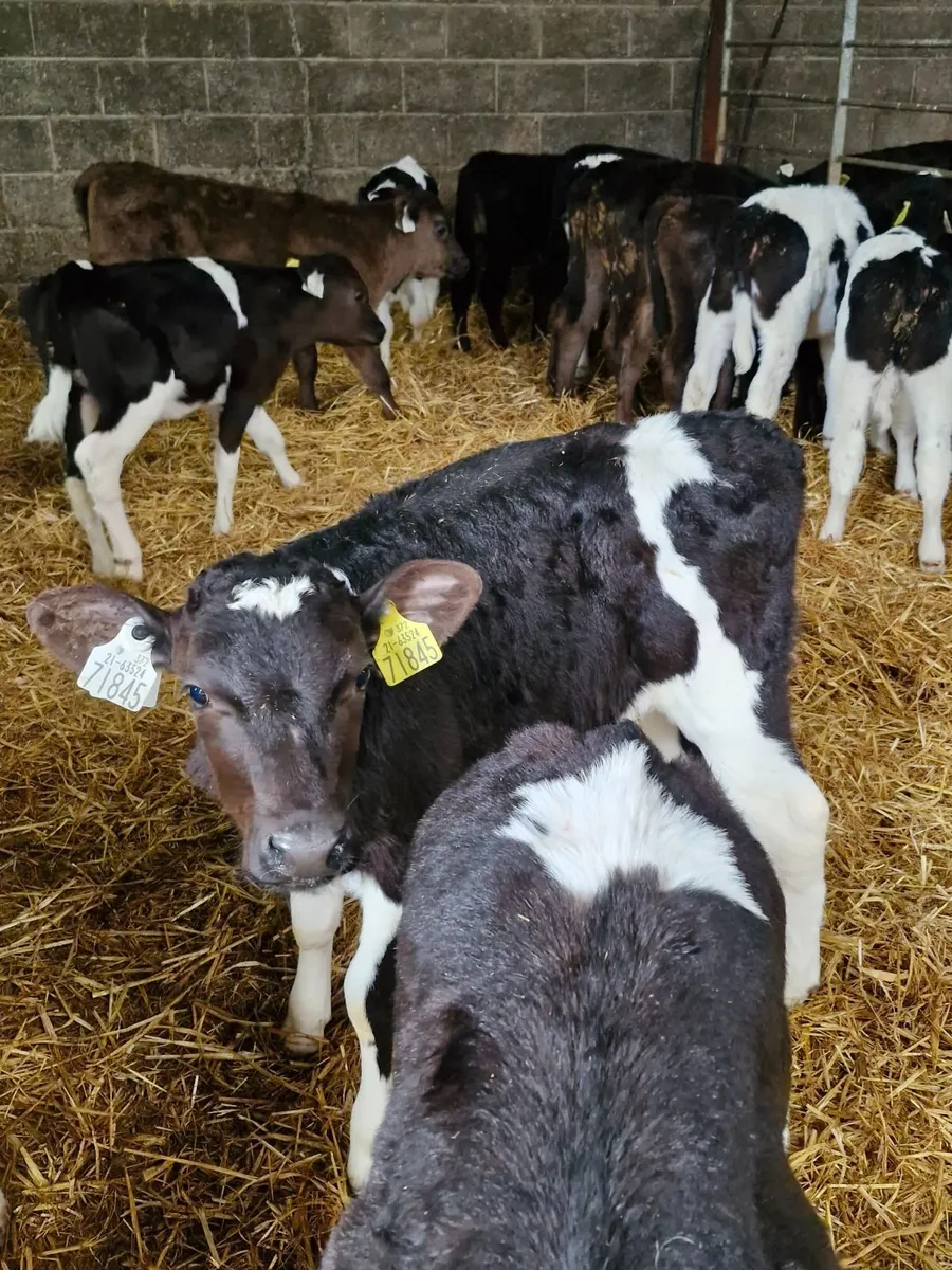 Fr calves - Image 1