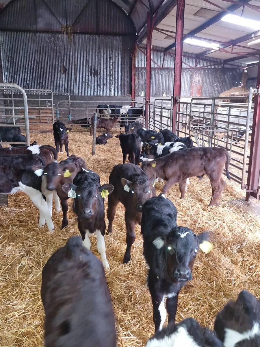 Fr calves - Image 4