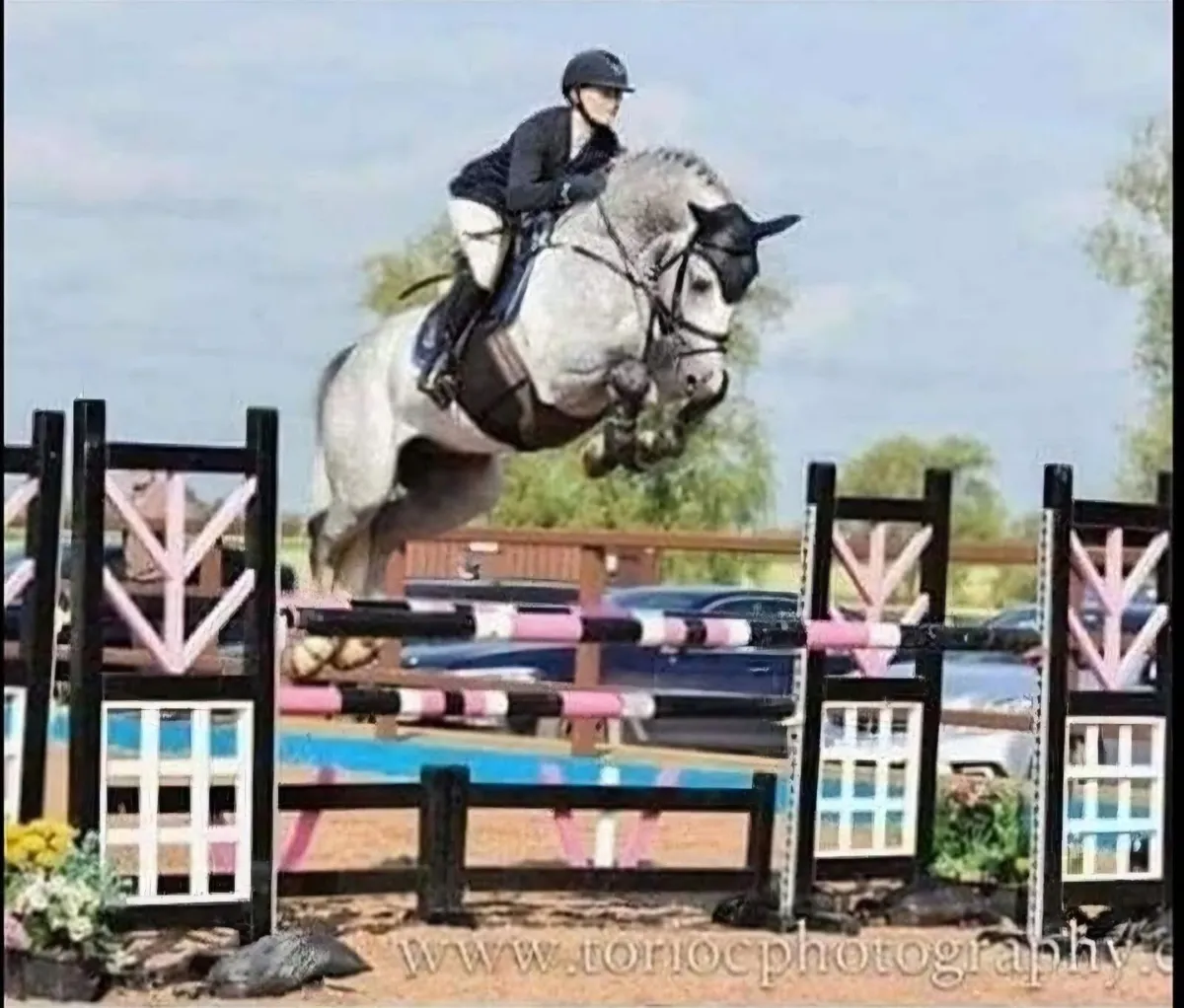 Stallion at stud IMNOTAFRAID FORTUNA - Image 1