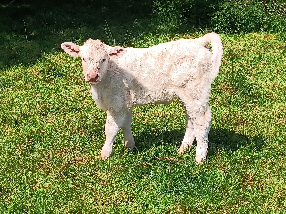 Continental suck calf - Image 1