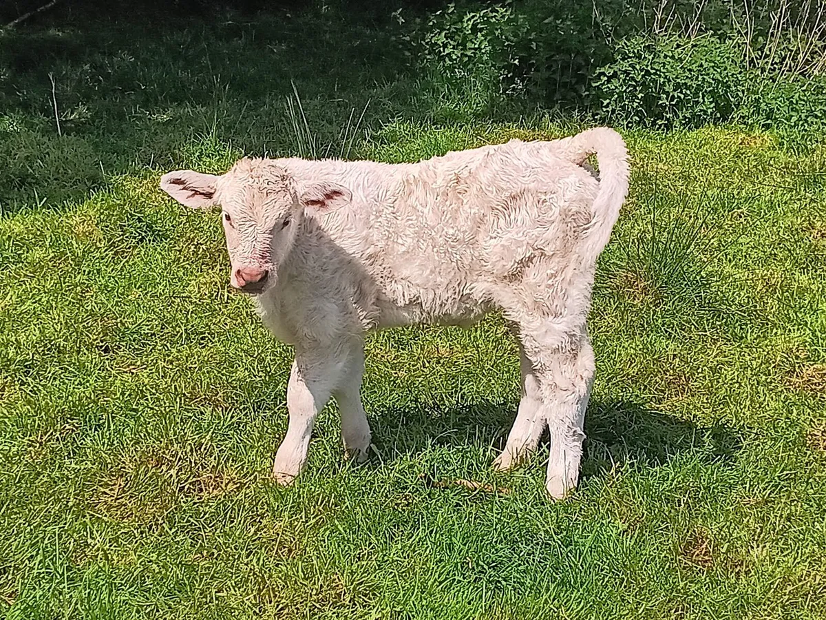 Continental suck calf - Image 2