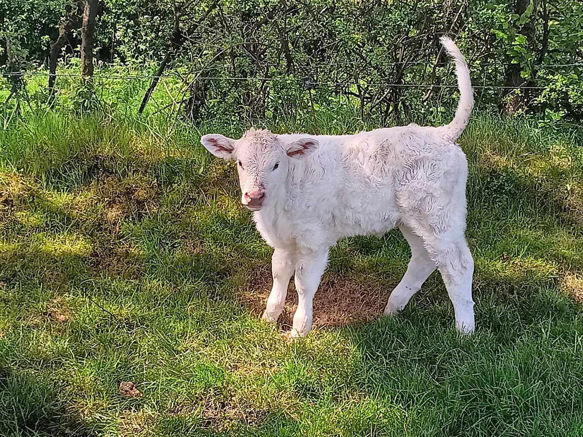 Continental suck calf - Image 3