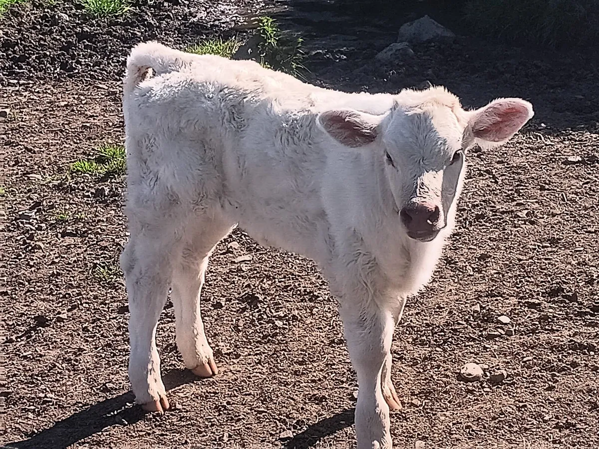 Continental suck calf - Image 4