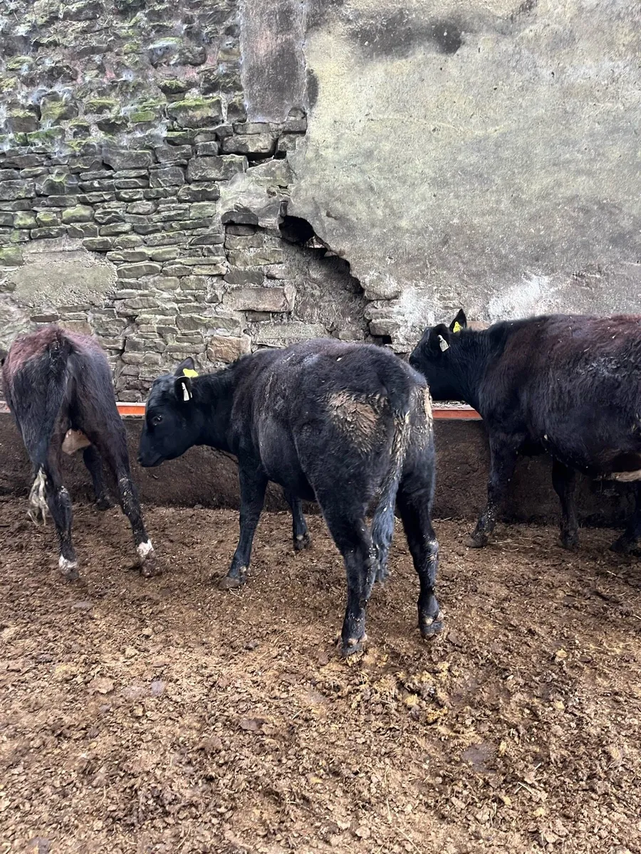 Aungus heifers - Image 2