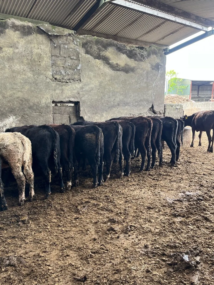 Aungus heifers - Image 3