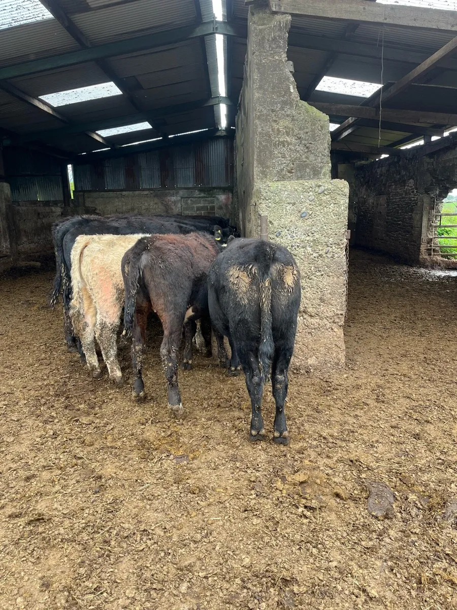 Aungus heifers - Image 1