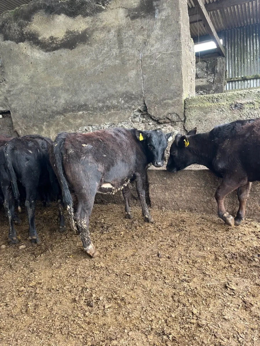 Aungus heifers - Image 4