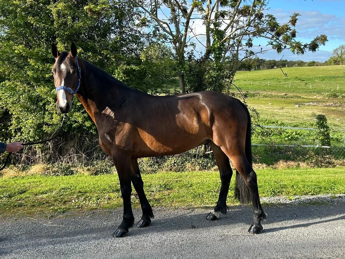 Connemara Gelding  lot 9 Clifden  sale - Image 2