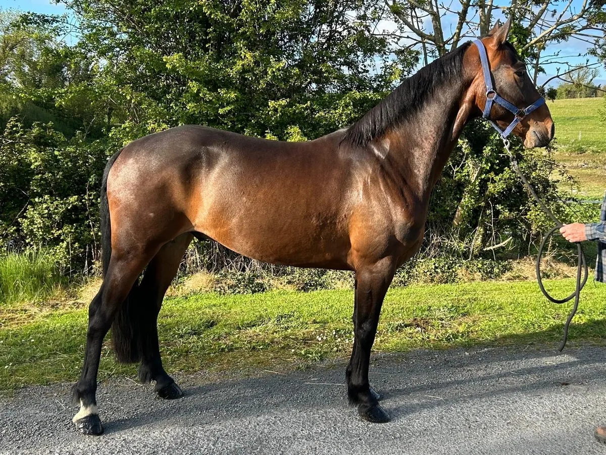 Connemara Gelding  lot 9 Clifden  sale - Image 3