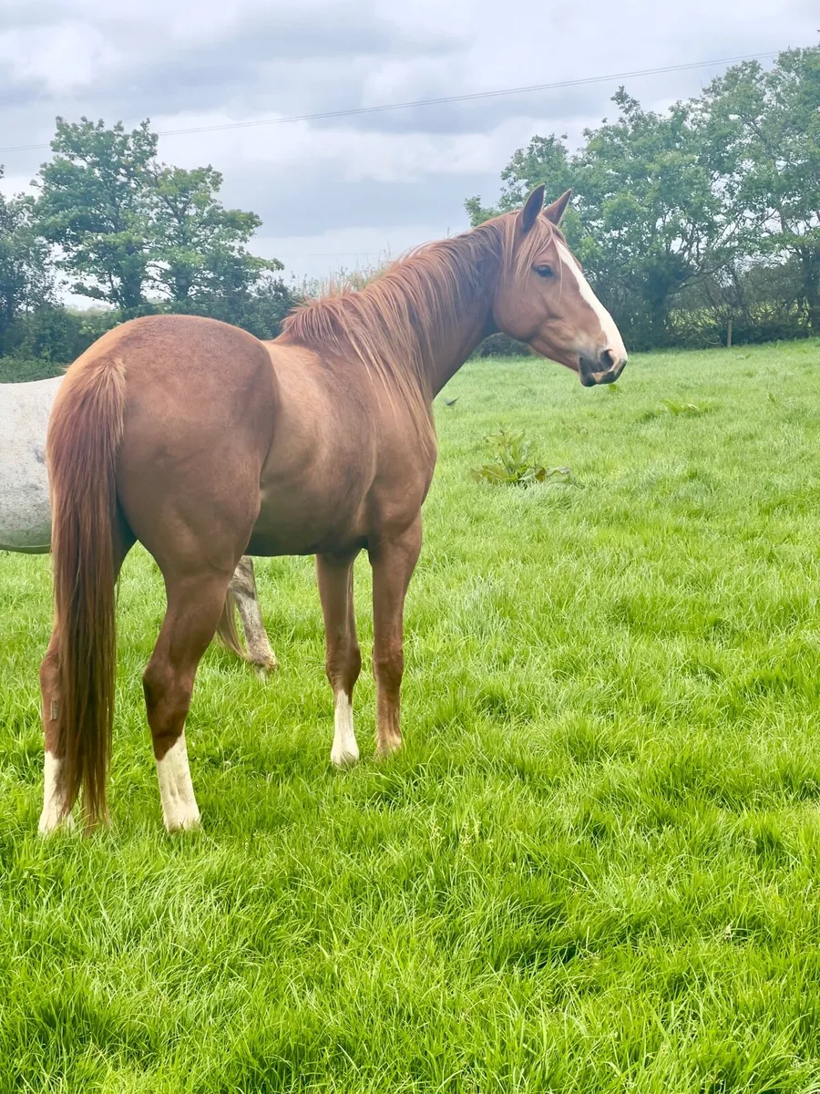 4 year old gelding (hit the diff) - Image 1