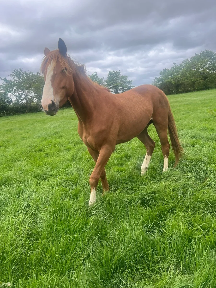 4 year old gelding (hit the diff) - Image 2