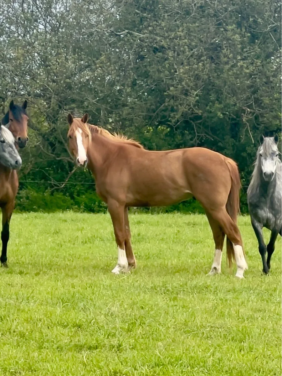 4 year old gelding (hit the diff) - Image 3